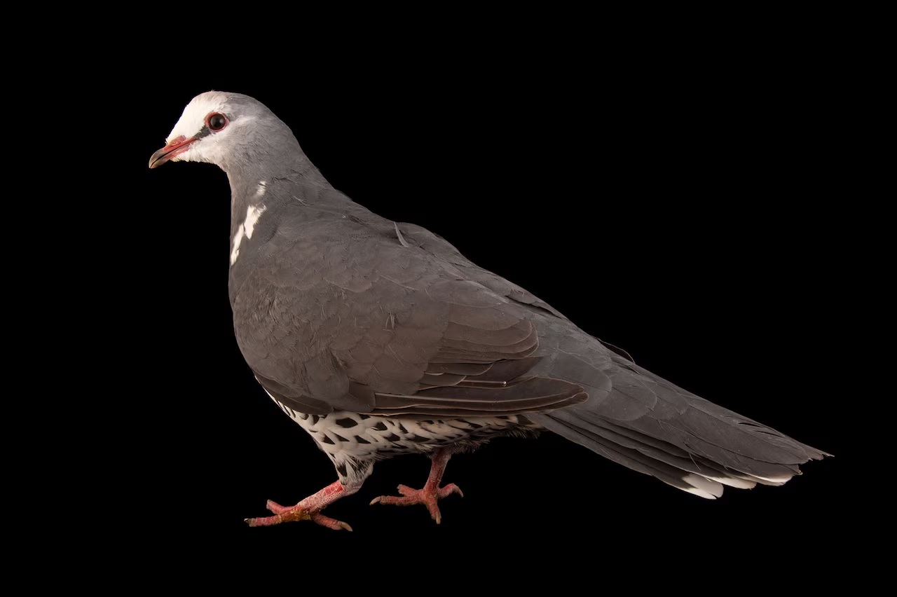 گزارش تصویری| دنیای رنگارنگ کبوترها؛ تا به حال کبوتر 2 میلیون دلاری دیده‌اید؟