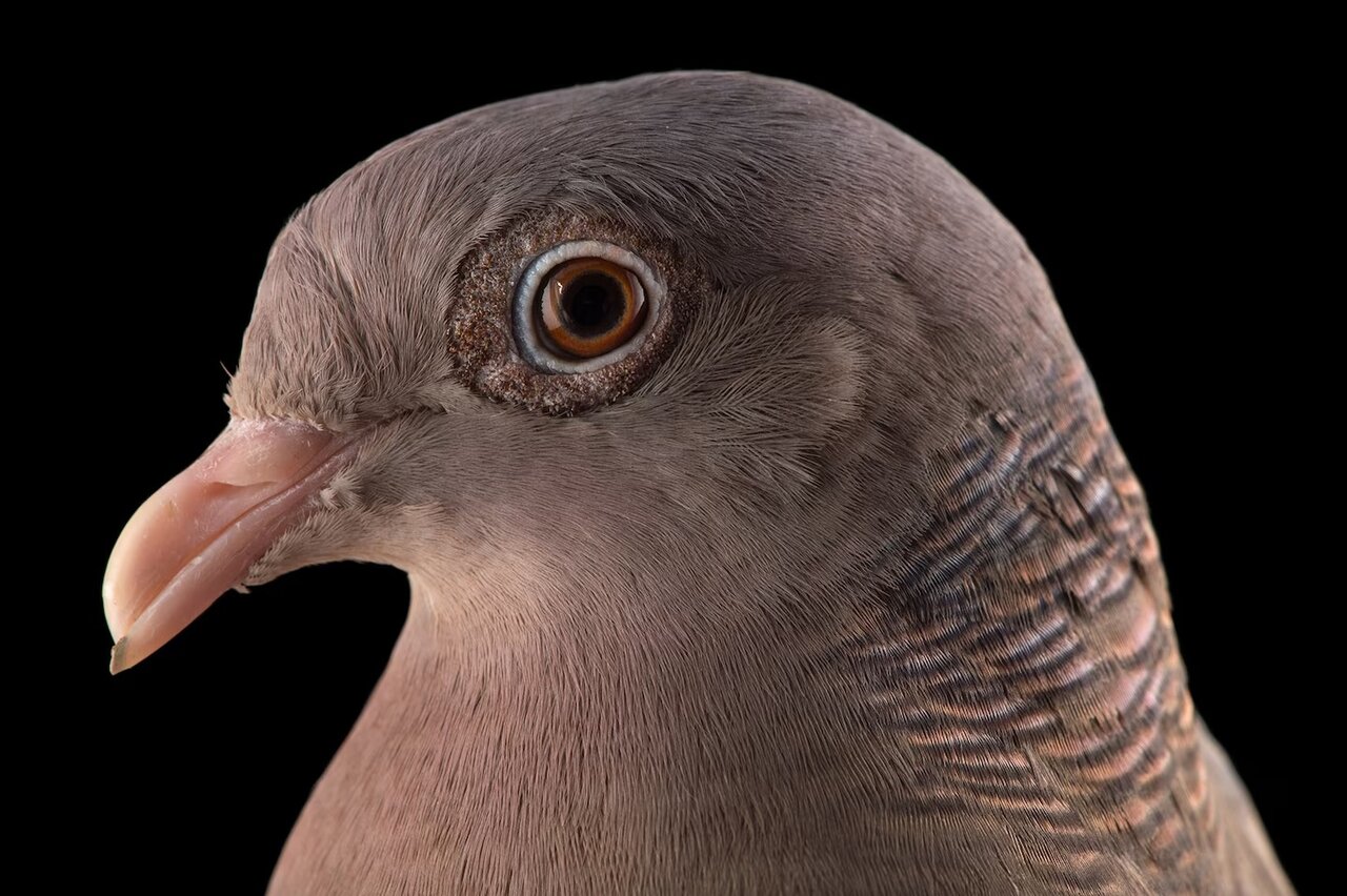 گزارش تصویری| دنیای رنگارنگ کبوترها؛ تا به حال کبوتر 2 میلیون دلاری دیده‌اید؟